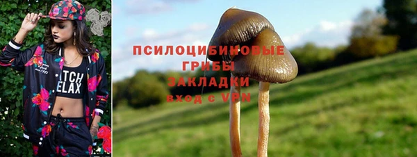 прущие грибы Абаза
